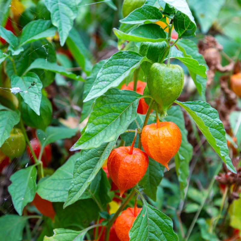 PHYSALIS Amour en Cage / Alkékenge Graines paysannes artisanales — free download