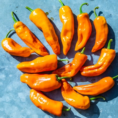 PIMENT Sucette de Hyères