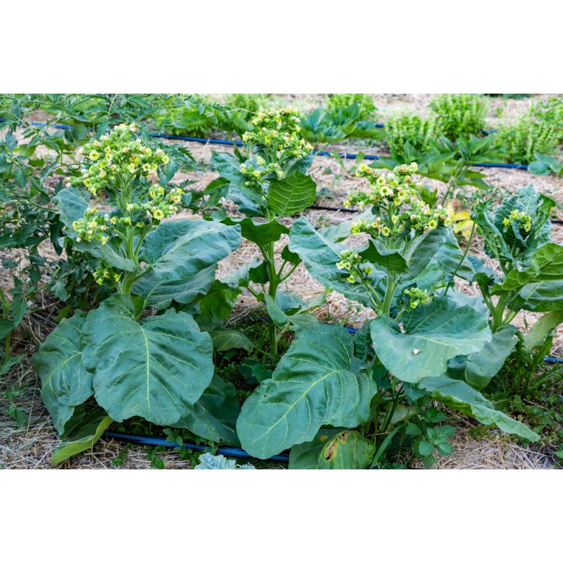 Tabac Blond De Virginie - 1000 Graines AB - La Ferme Sainte Marthe - Foto 7