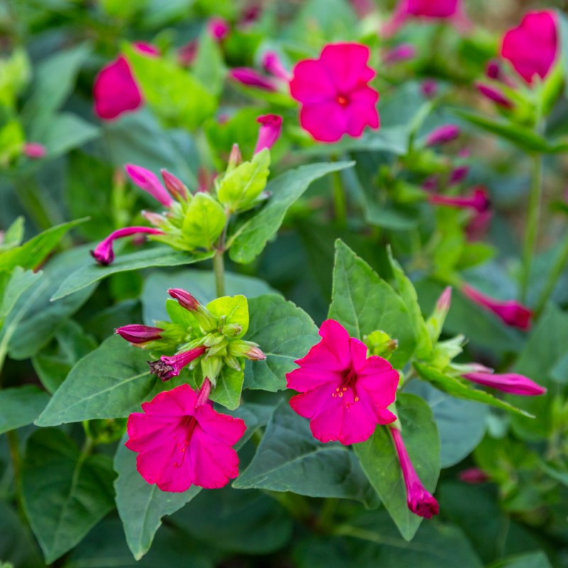 BELLE DE NUIT Rose-Rouge Fuchsia - Graines paysannes artisanales | Les  Jardins du Coudré