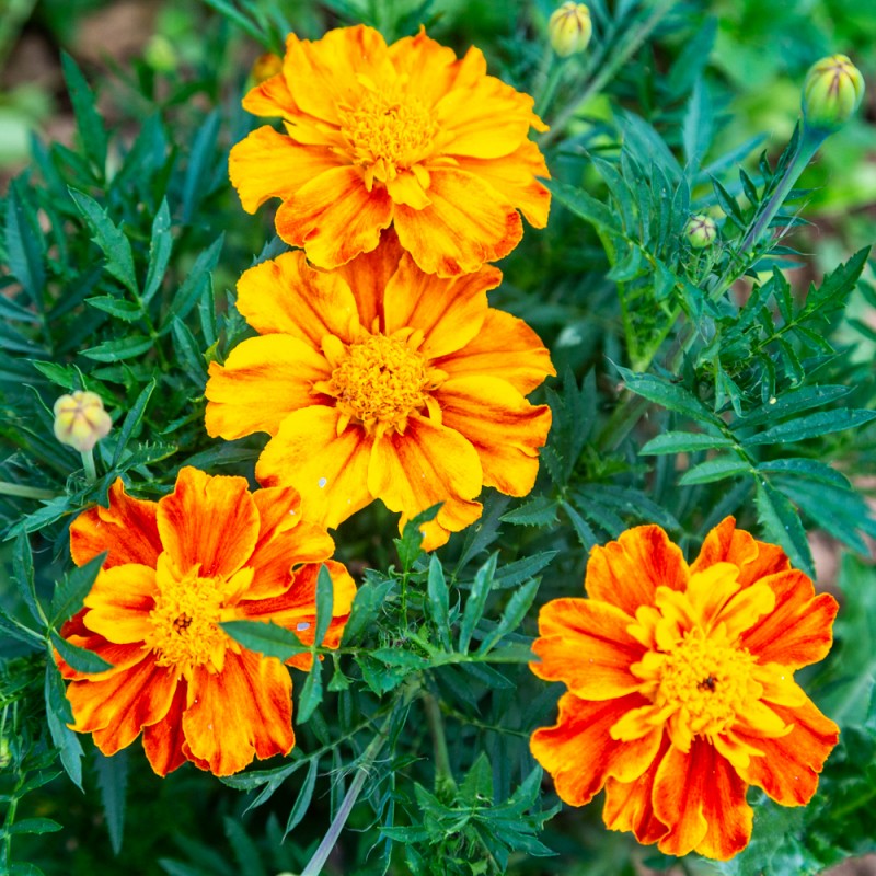 OEILLET D'INDES A Fleurs Simples Orange et Brun-Rouge - Graines paysannes  artisanales | Les Jardins du Coudré