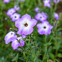 PÉTUNIA Sauvage à Fleur Mauve (Petunia integrifolia) - fleurs
