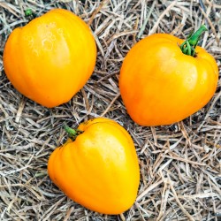 TOMATE Coeur de Boeuf Orange