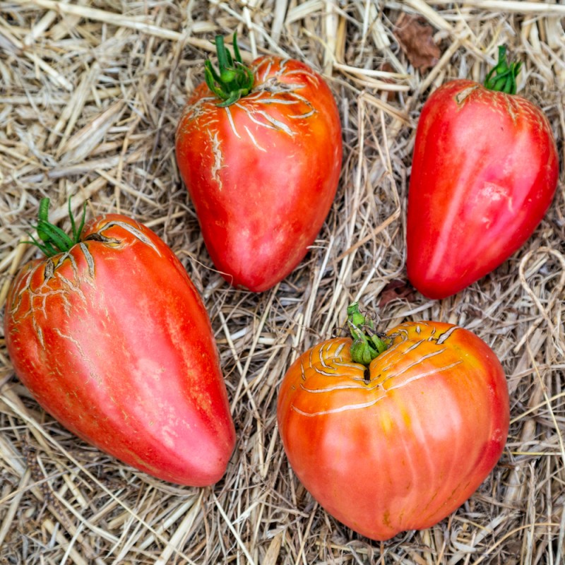 20 graines Tomates Coeur de Boeuf GROS Fruit 