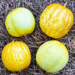 CONCOMBRE Lemon / Lemon Apple