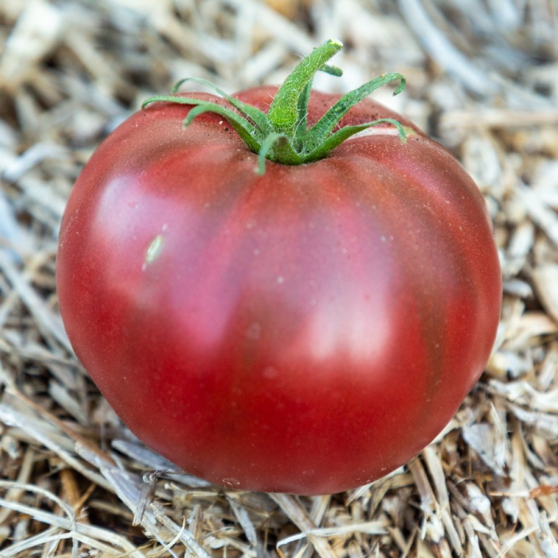 TOMATE Nuits Australes