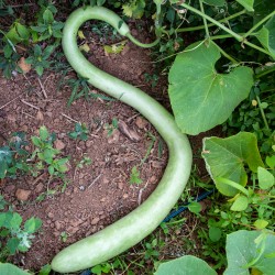 COURGE LAGENARIA Serpent de Sicile