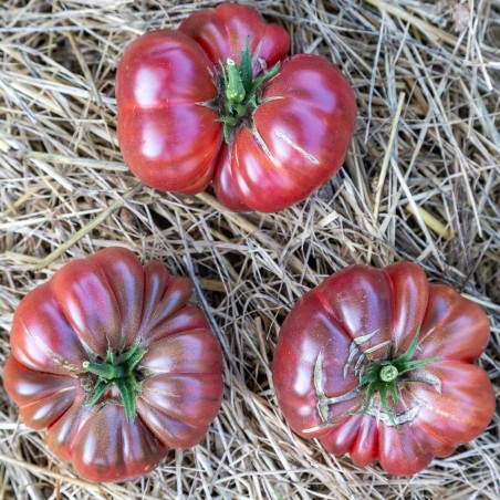 TOMATE Purple Calabash