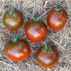 TOMATE Black Prince / Prince Noir