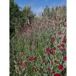 Coquelourde des Jardins - Fleur vivace