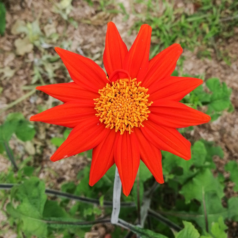 TITHONIA / SOLEIL du MEXIQUE - Fleur annuelle