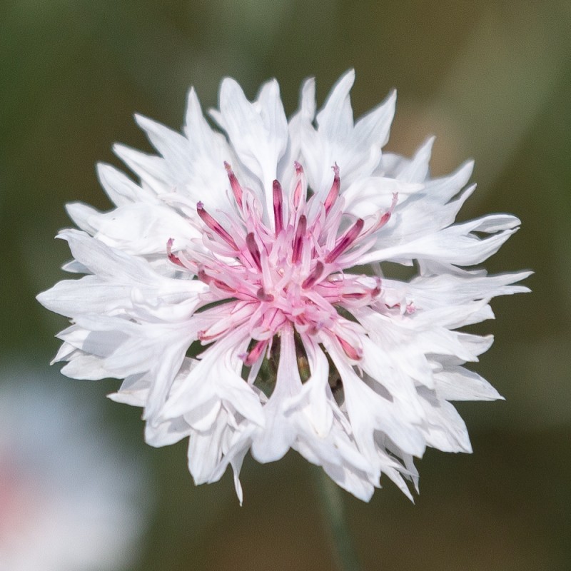 CENTAURÉE CULTIVÉE en Mélange - fleur annuelle ou bisannuelle