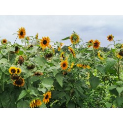 TOURNESOL Des Jardins en Mélange - Fleur annuelle