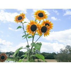 TOURNESOL Des Jardins en Mélange