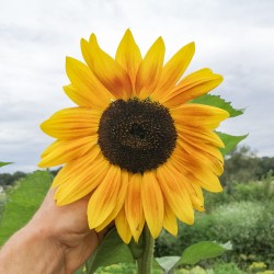 TOURNESOL Des Jardins en Mélange - Fleur annuelle