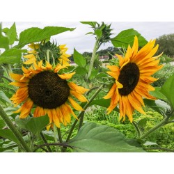 TOURNESOL Des Jardins en Mélange - Fleur annuelle