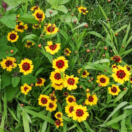 CORÉOPSIS des Teinturiers / des Plaines - Fleur annuelle