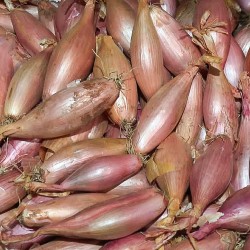 OIGNON Echalion du Poitou Bio