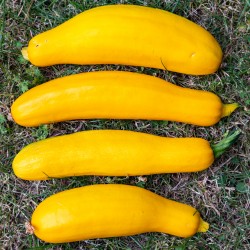 COURGETTE Gold Rush