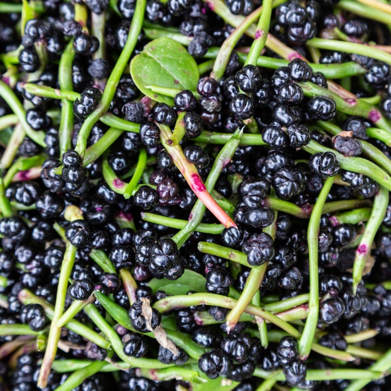 BASELLE ROUGE / ÉPINARD de MALABAR  Graines paysannes artisanales